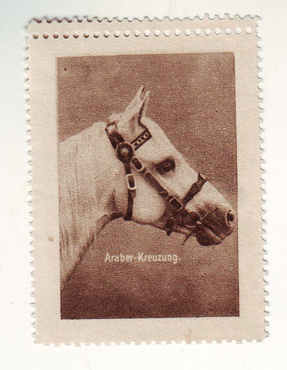 Germany - Horses, Araber-Kreuzung