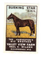 U. S. A. - Horses, 'Burning Star'