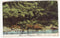 Postcard - Ferns on Wanganui River