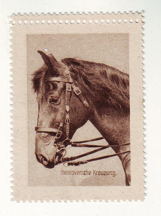 Germany - Horses, Hannoversche Kreuzung