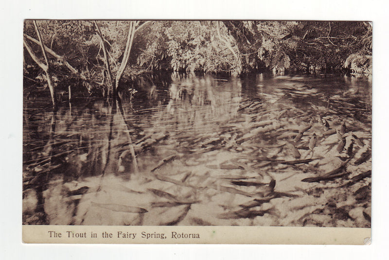 Postcard - The Trout in the Fairy Spring
