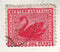 Western Australia - Swan 1d 1908